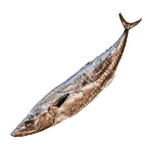 Salted Spanish Mackerel-44
